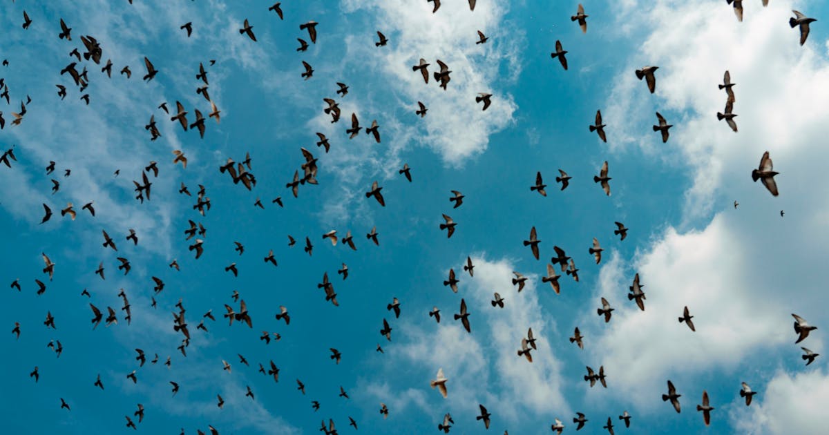 Flock of birds flying in a blue sky with clouds